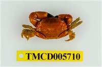 藏品(光滑綠蟹)的圖片